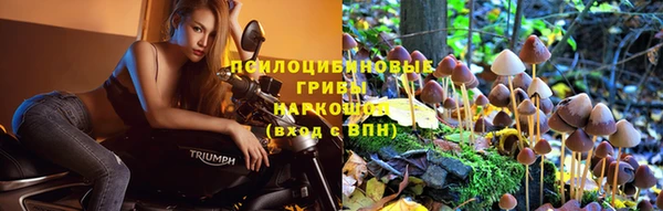 крисы Баксан